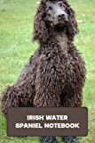 Irish Water Spaniel thumbnail