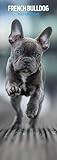 French Bulldog 2025 Slim Calendar