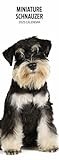 Miniature Schnauzer 2025 Slim Calendar