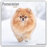 Pomeranian 2025 Square Wall Calendar | Dog Breed Calendar