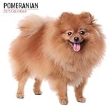 Pomeranian 2025 Modern Calendar