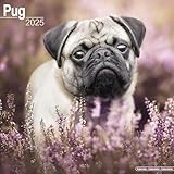 Pug 2025 Square Wall Calendar | Dog Breed Calendar