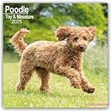 Poodle (Toy & Miniature) 2025 Square Wall Calendar | Dog Breed Calendar
