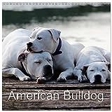 American Bulldog (Wall Calendar 2026 12" x 24" / 30 x 60 cm (open)) CALVENDO 12 Month Wall Calendar