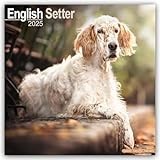 English Setter 2025 Square Wall Calendar | Dog Breed Calendar
