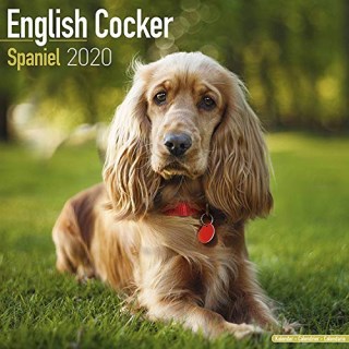 Dog Leash DDOXX Air-Mesh Dog Lead Red M medium /& small dogs 1.0 x 48 inch | for large 48 inch // 120 cm sizes Collar /& Harness sold separately