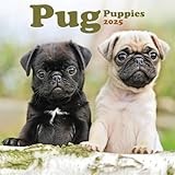 Pug Puppies Mini Wall Calendar 2025 (PFP)