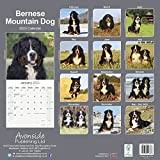 Bernese Mountain Dog Calendar 2026 | 16 months | with FREE Organisational Stickers