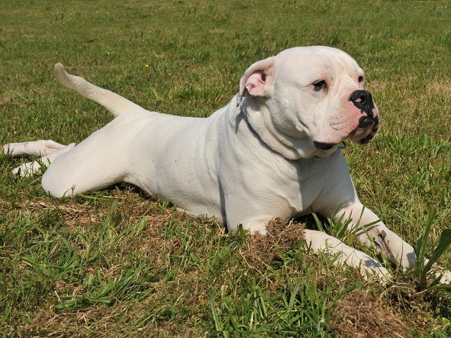 bully american bulldog puppies for sale