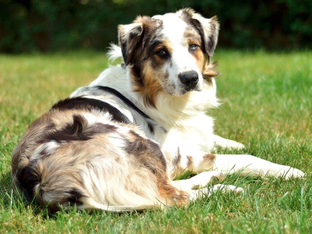 australian shepherd dogs for adoption