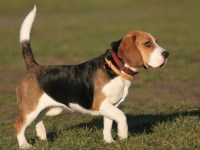 Beagle thumbnail