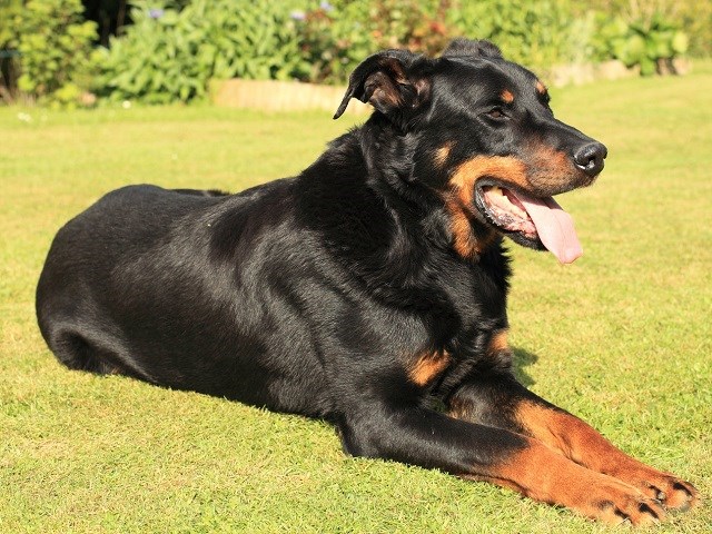 Beauceron thumbnail