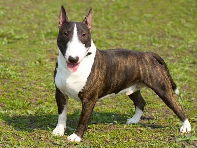 bull terrier for sale