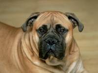 Bullmastiff thumbnail