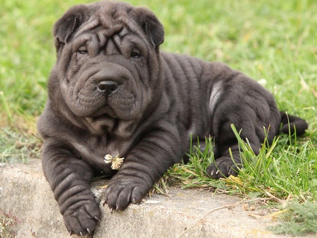 Puppies Deals Chinese Shar Pei Puppy Cost Mini Chinese Shar Pei