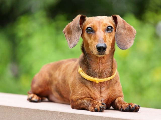 dachshund dogs for sale near me