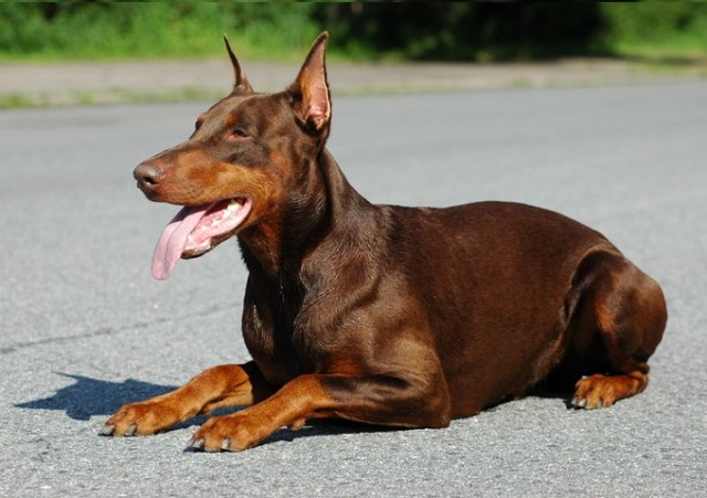 purebred doberman pinscher price