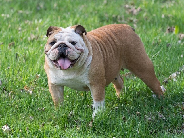 bulldog puppies for free near me