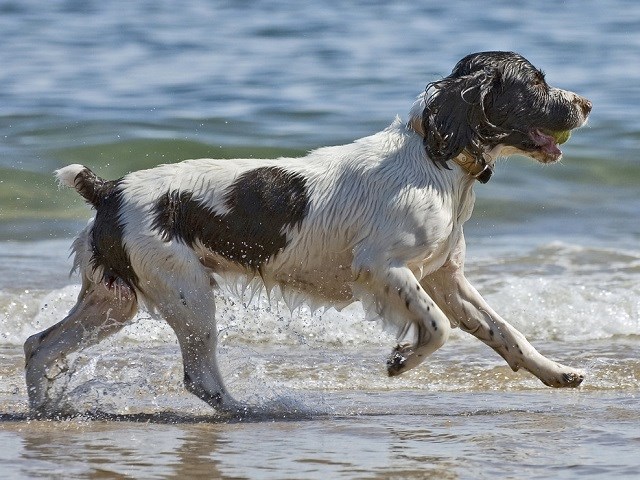 english springer spaniel stud service