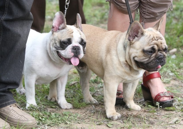 bulldog puppies for adoption near me