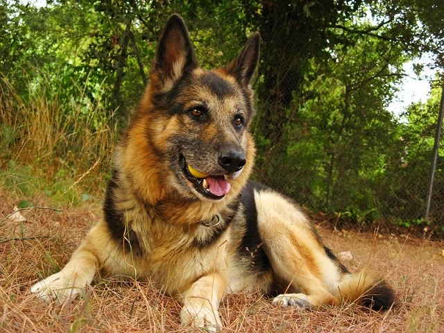 German Shepherd Dog Puppies For Sale Near You