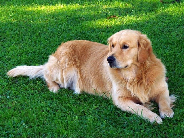 golden retriever shelters near me