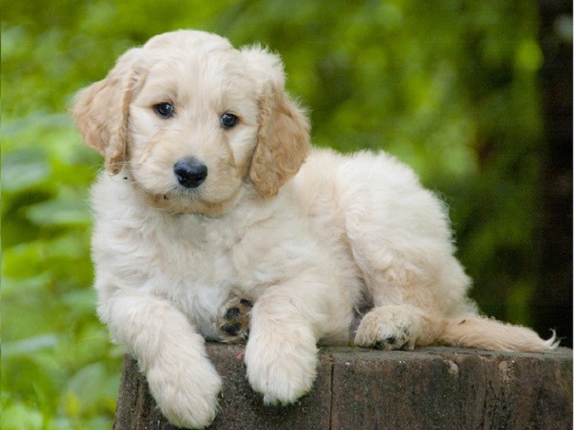 goldendoodle puppies for sale near me