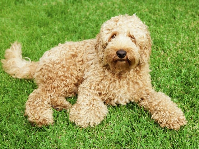 labradoodle puppies for sale near me