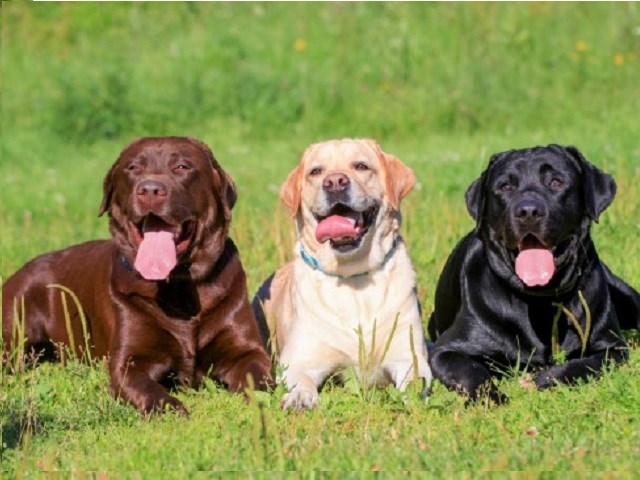 Labrador Retriever Puppies for sale 