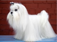 Maltese thumbnail