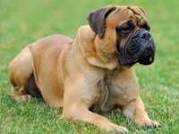 Mastiff thumbnail