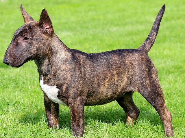 english bull terrier puppies for sale kennel club