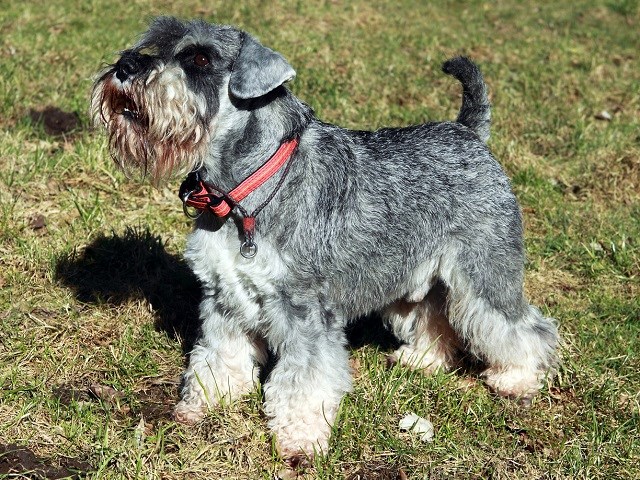 Miniature Schnauzer Puppies for sale near you Miniature Schnauzer Puppies for sale near you