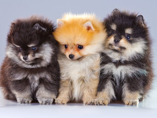 teacup pomeranian teddy bear dog