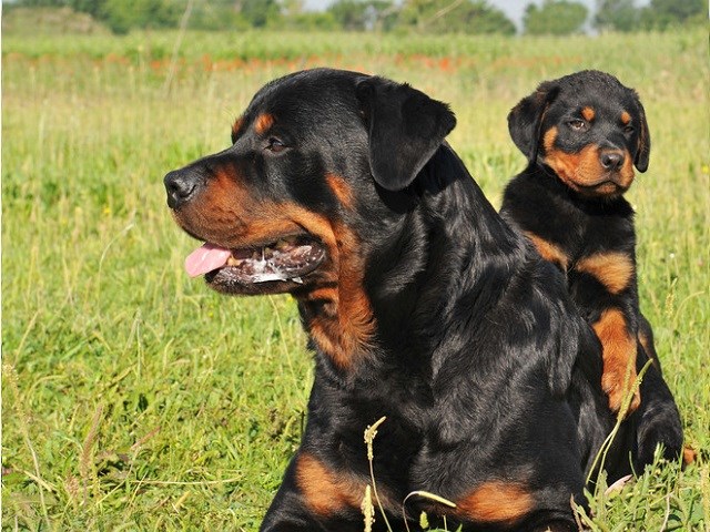 7. Craigslist Rottweiler Puppies for Sale Near Me Listing - wide 7