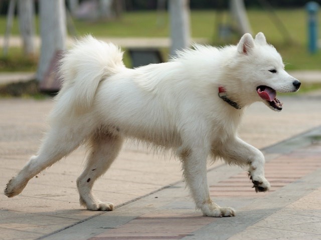 Samoyed thumbnail