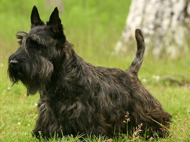 white scottie dog for sale