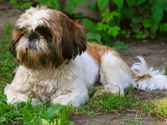 shih tzu breeders midlands