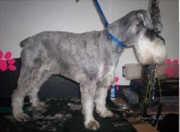 K9-Kuts Menai Bridge Isle of Anglesey Logo 