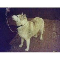 Dog Training Wolverhampton Staffordshire Logo 