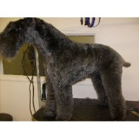 Dashin' Hounds Dundonald Castlereagh Logo 