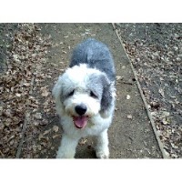 The Pampered Pooch - Dog Grooming Services Cheshire Cheshire Logo 