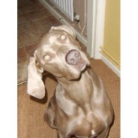 KarensCrazyCanines Bicester Oxfordshire Logo 