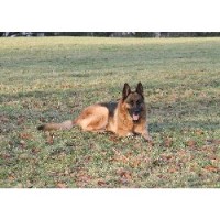 Grooming  Marvellous St. Blazey Cornwall Logo 