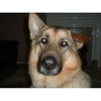 Doggy Daycare Prescot Merseyside Logo 