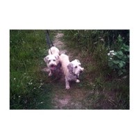 Paws 'n' Purrrs Sittingbourne Kent Logo 