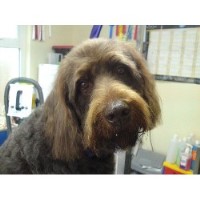 Class Cutz Grooming Parlour Southminster Essex Logo 