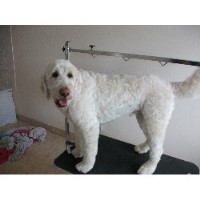 Turner & Pooch Dog Grooming Bournemouth Dorset Logo 