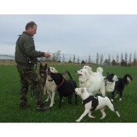 Pet Watch Southend On Sea Essex Logo 