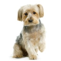 Groomingtails Canine Grooming Parlour St Helens Merseyside Logo 